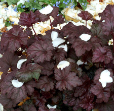 Amethyst Mist Heuchera – Live Plant – Colorful Foliage – 4–6" Tall – Ship No Pot