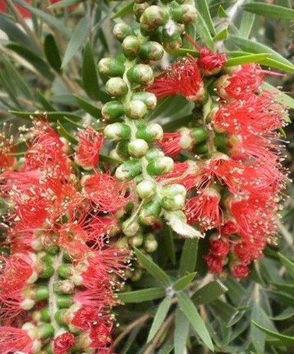 Rince bouteilles red - rince, 'red'