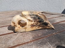 Crâne de calao à cuisses blanches ; Bycanistes albotibialis #10