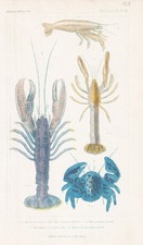 Cancer Langoustes Homarus
