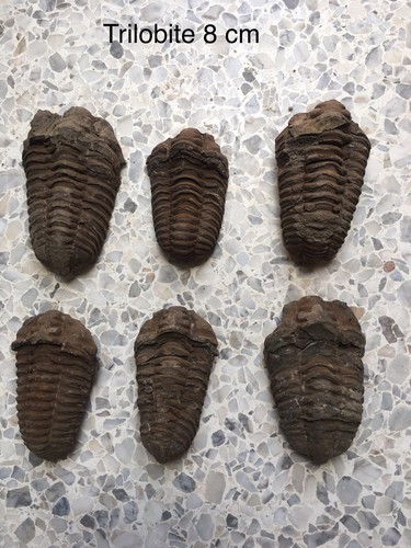 Trilobite fossile - trilobite,