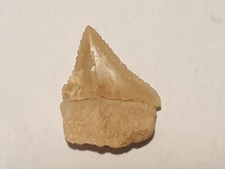 SHARK TOOTH SHARK - RARE XIPHODOLAMIA SERRATA PRIABONIAN 1DEC22