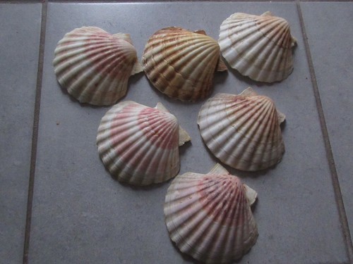 Coquilles jacques - coquilles,