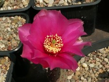 Opuntia 'Mini Dark Knight' - cutting - frost hardy cactus