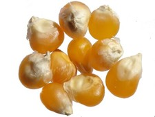 Cinéma (Maïs Popcorn) - Zea