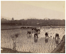 Java Indonésie, Sawah met