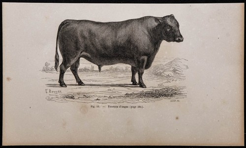 1860 taureau angus - 1860,