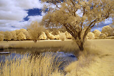 Nikon D200 Infrared converted 590nm Goldie Super colour. DSLR infrared Body only