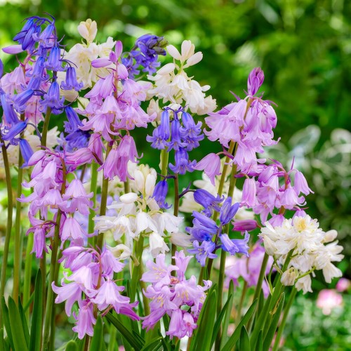 Bulbes campanules hispanica - campanules,