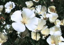 40 graines de PAVOT DE