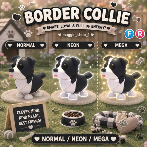 Border collie normal neon - border, fr