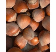 Noisetier Barbakan 2L - Une