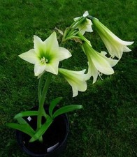 Hippeastrum aglaiae, amaryllis