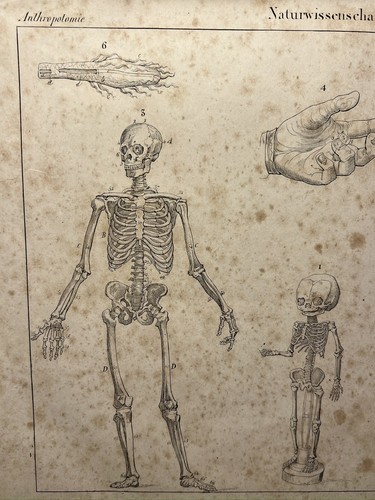Lithographie ancienne 1833 - ancienne,