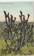 Opuntia Prolifera-Cactus -Circa 1910