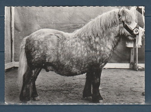 Cpsm vers 1960 faune animaux - faune,