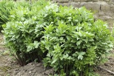 200 graines de céleri