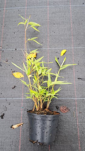 Phyllostachys bissetii - , /