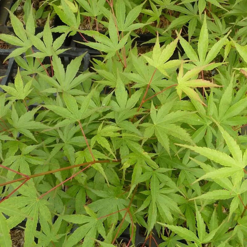 Acer palmatum arakawa - acer, 'arakawa'