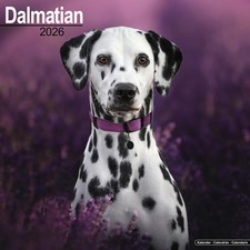Calendrier 2026 - DALMATIEN