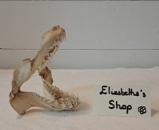 Véritable mâchoire de requin