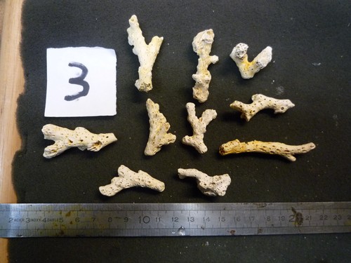 Coraux corail acropora - b,