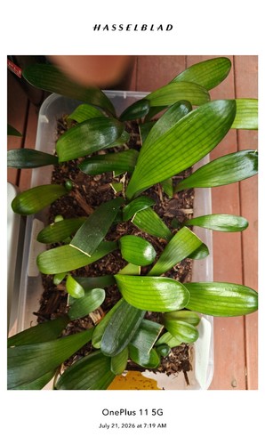 Lost tag clivia - tag,