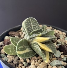 Gasteria Glomerata Variegata Cactus Caudex Succulente Bonsaï Agave Plante