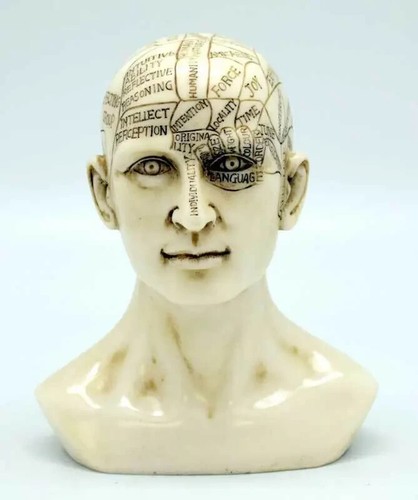 Phrenology head statue - head, 6"