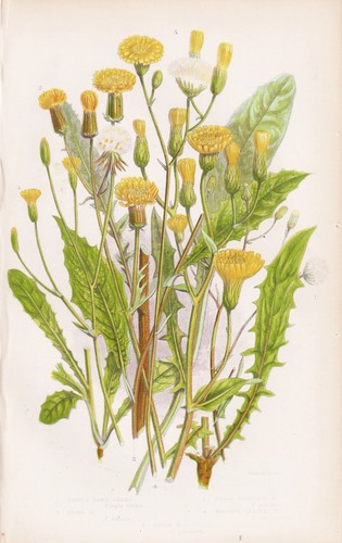 Fleurs crepis virens - fleurs, de