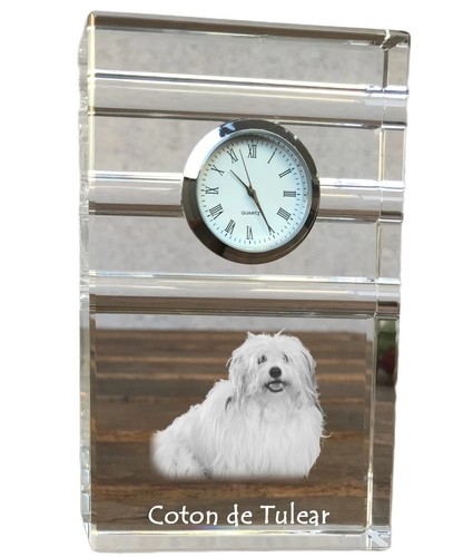 Coton tulear chien - coton, tulear,