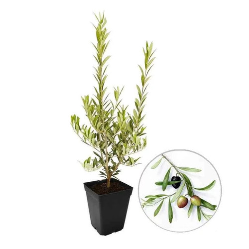 Olea europaea cipressino - 'cipressino',