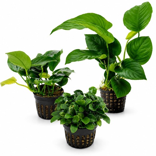Aquabreedingskill lot 3 - lot,