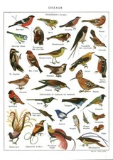 Antique document birds front - back from the 1959 book
