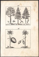 1833 gravure originale Arbres Palmiers Pins Cyprès Botanique