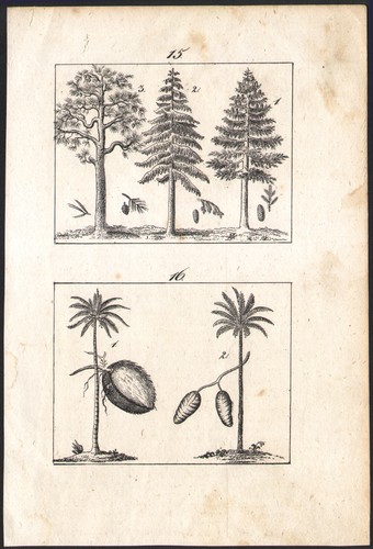 1833 gravure originale - , arbres