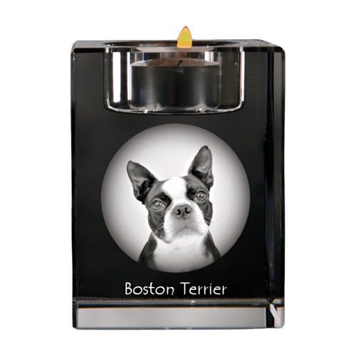 Boston terrier porte - terrier,