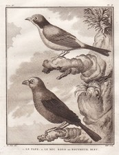 Gimpel Bouvreuil Oiseau