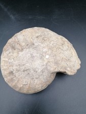 Fossil D'ammonite, 17cm De