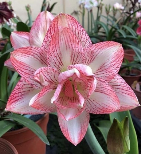 Imported amaryllis lily pink - amaryllis,