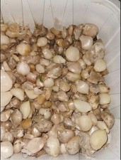 Poireaux Perpétuels (10