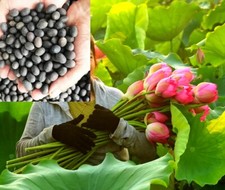 50 graines de lotus Nelumbo nucifera fleur rose lotus seeds plante aquatique