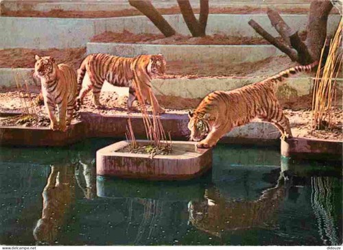 Carte postale animaux - carte,