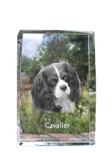 Cavalier king charles - cavalier, spaniel