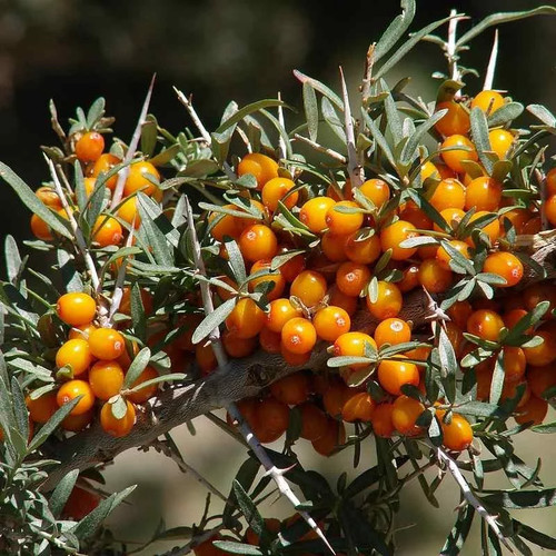 Hippophae rhamnoides hergo - 'hergo',