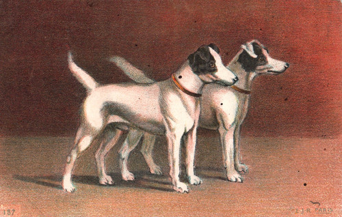 Cpa chiens jack - cpa,
