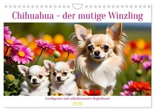 Chihuahua - le courageux petit chien (Calendrier mural 2026 DIN A4 horizontal), 