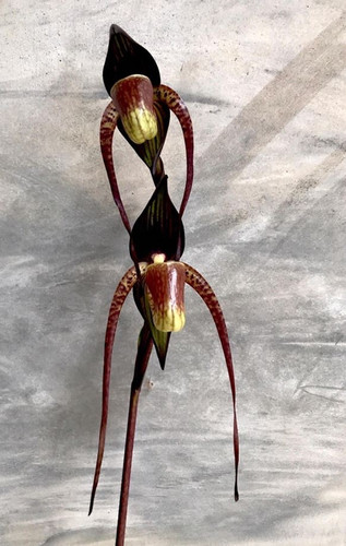 Paphiopedilum adductum species - paphiopedilum,