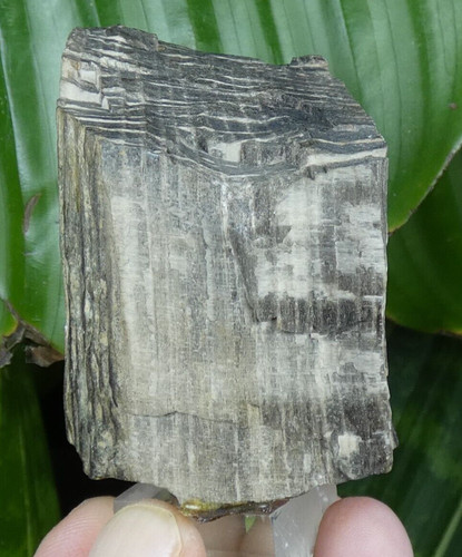 Jolie bois fossile avec stries - avec,