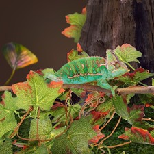  Accessoire Pour Terrarium